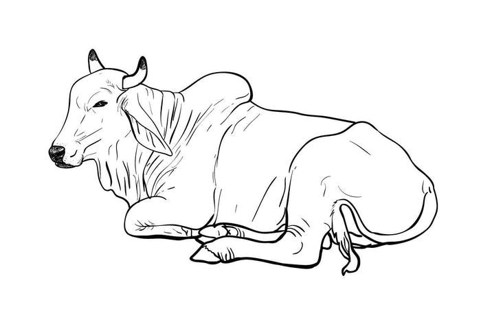 mẫu bò trắng đen để tô