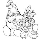 mẫu gà mái tô màu đơn giản