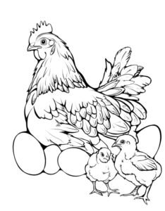 mẫu gà mái tô màu đơn giản