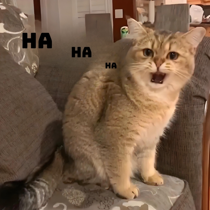 meme hài haha cười