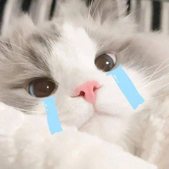 meme mèo sad cute