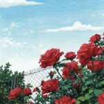 vẽ tranh hoa hồng đẹp mang phong thái tự nhiên