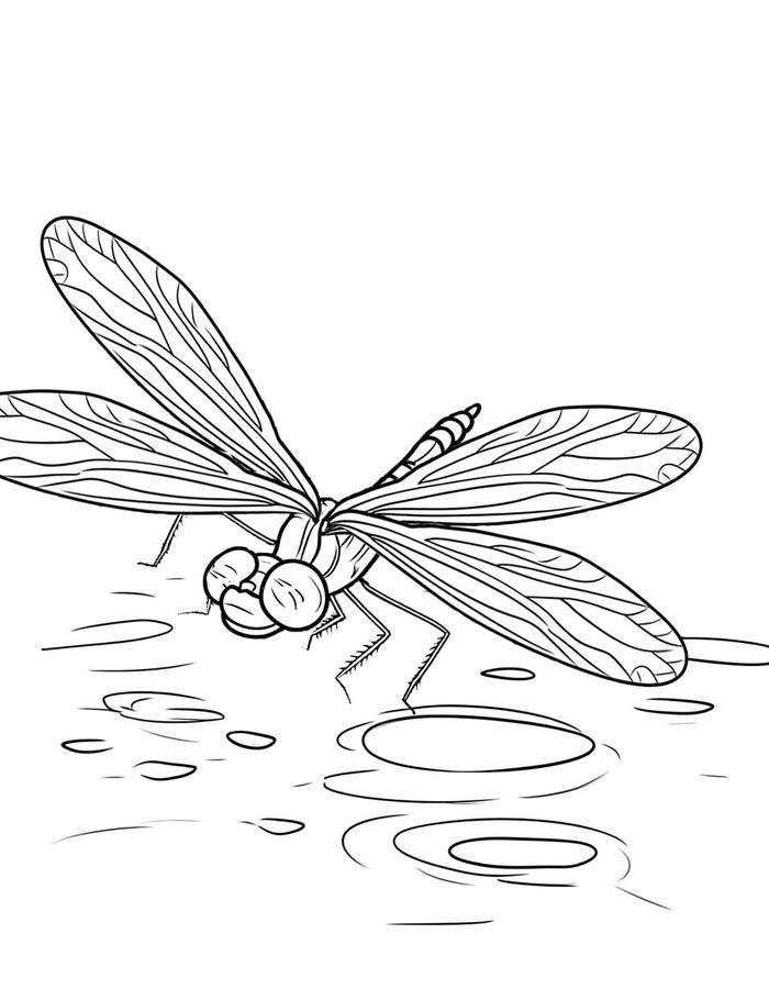 chuồn chuồn hình vẽ cho bé