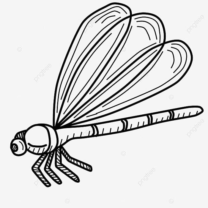 chuồn chuồn nét mảnh dễ tô