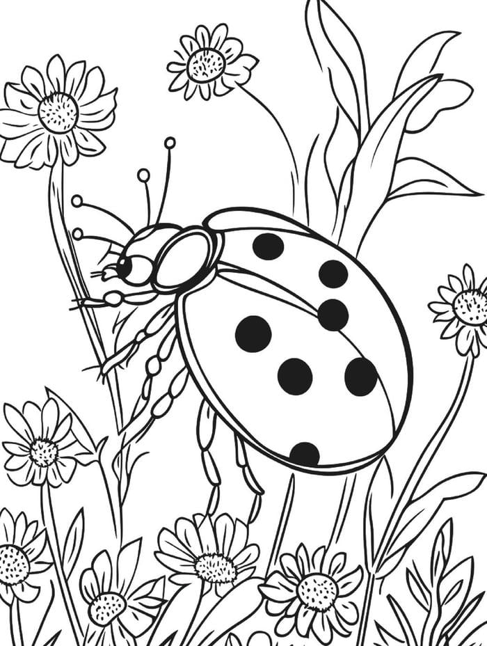 hình ảnh tô màu con bọ rùa chi tiết