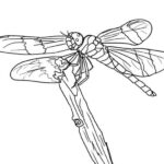 hình chuồn chuồn dễ vẽ cho bé