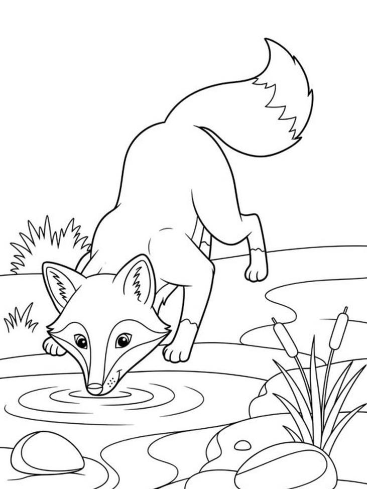 tranh tô màu con cáo uống nước