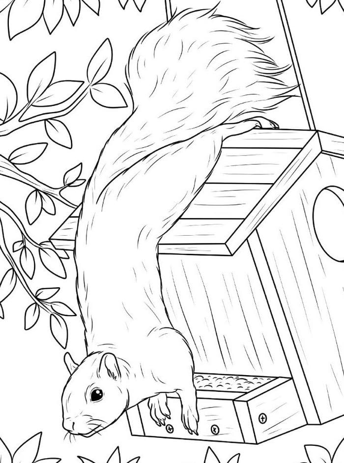 hình ảnh tô màu sóc dáng vẻ lanh lợi