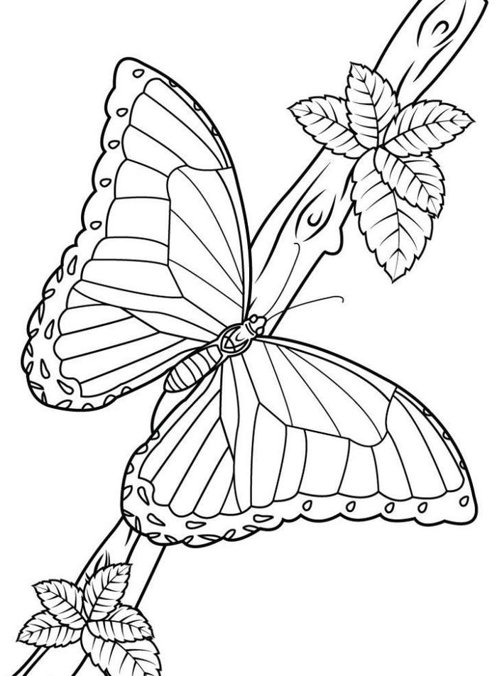 hình ảnh tranh tô màu con bướm đậu cành cây