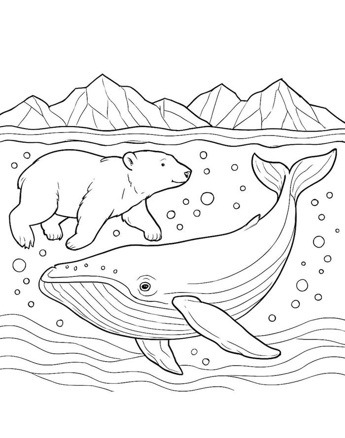 hình tranh tô màu con gấu dưới nước